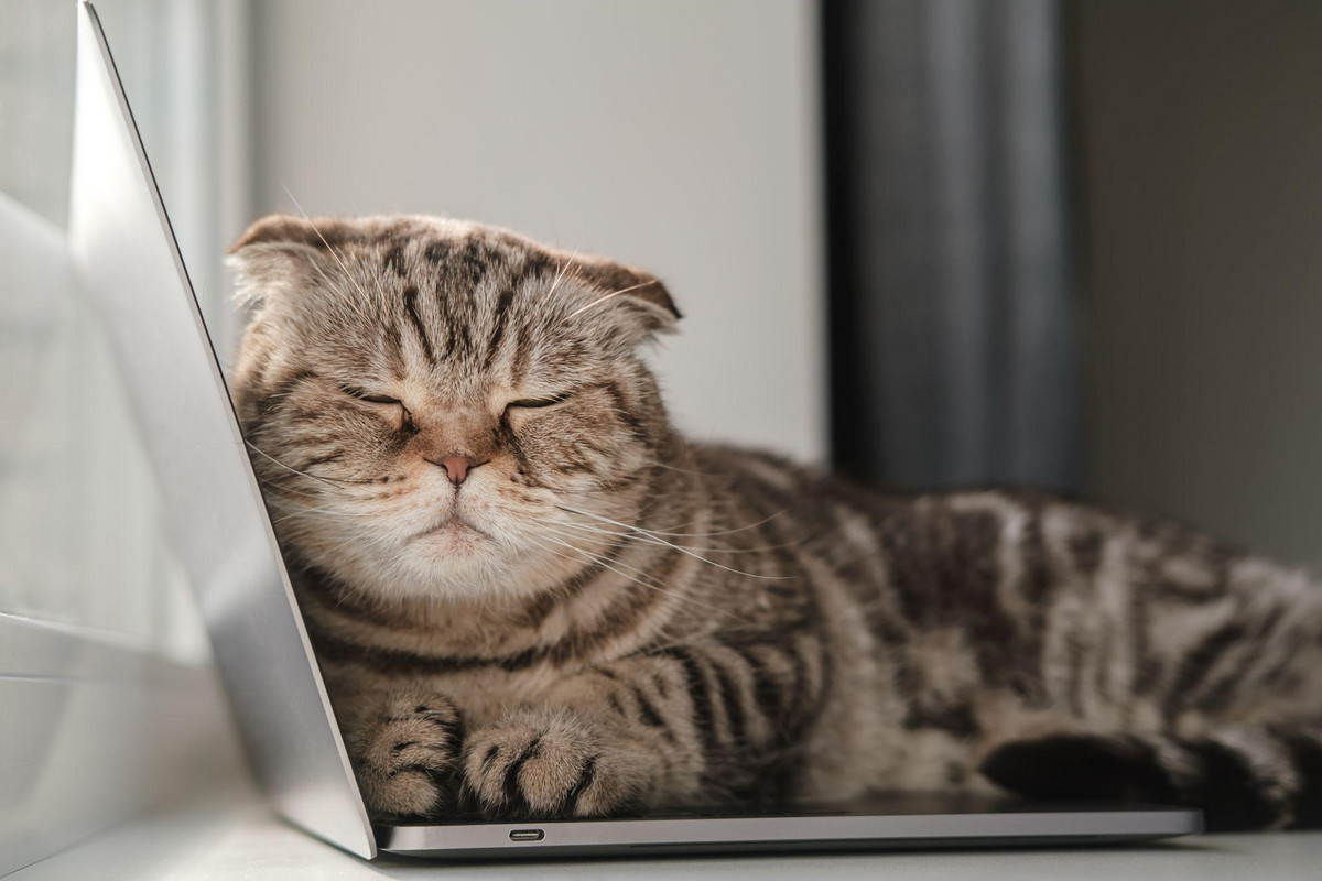 Eine Katze liegt gemütlicḣ auf einem Laptop